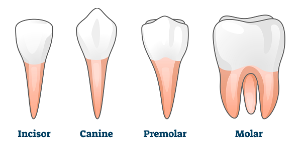 difference-between-first-and-second-premolar-compare-the-difference